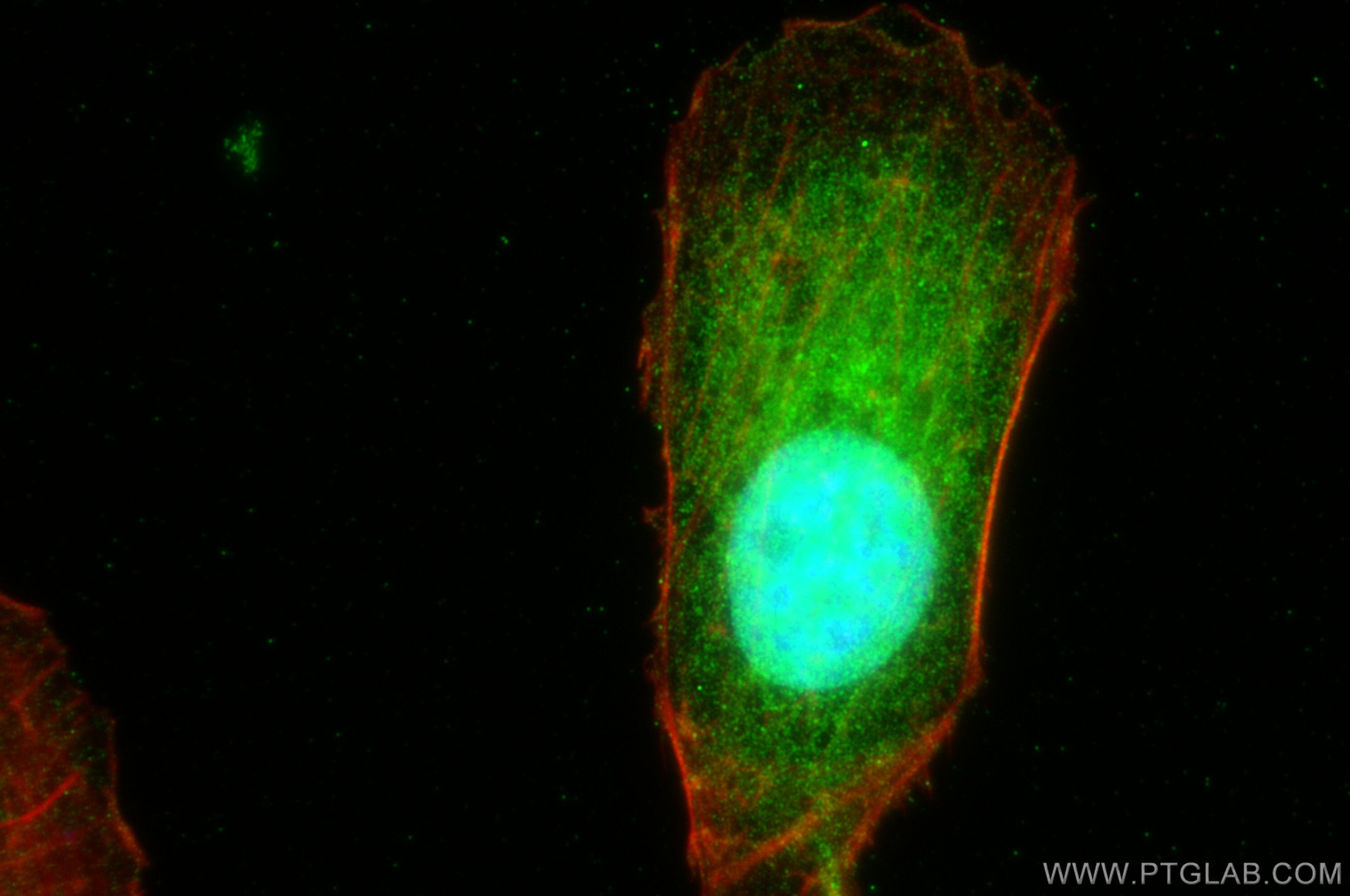 Immunofluorescence (IF) / fluorescent staining of U2OS cells using NUP85 Polyclonal antibody (15027-1-AP)