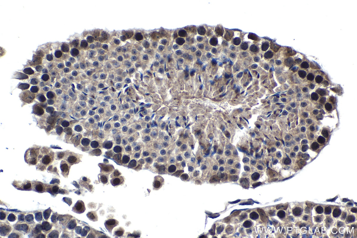 Immunohistochemistry (IHC) staining of mouse testis tissue using NUP85 Polyclonal antibody (15027-1-AP)