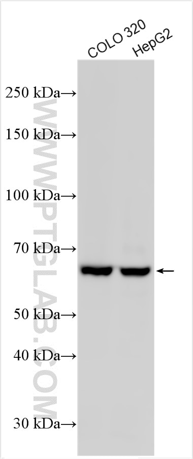 Western Blot (WB) analysis of various lysates using NUP85 Polyclonal antibody (15027-1-AP)