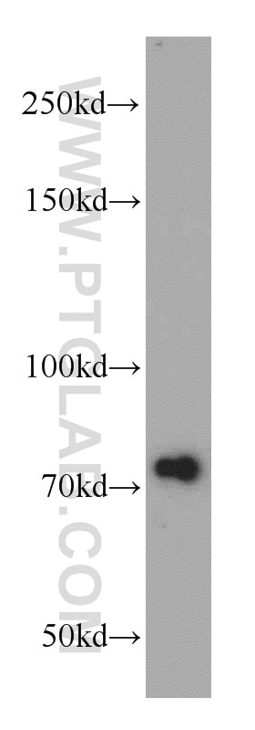 Western Blot (WB) analysis of mouse thymus tissue using NUP85 Polyclonal antibody (19370-1-AP)