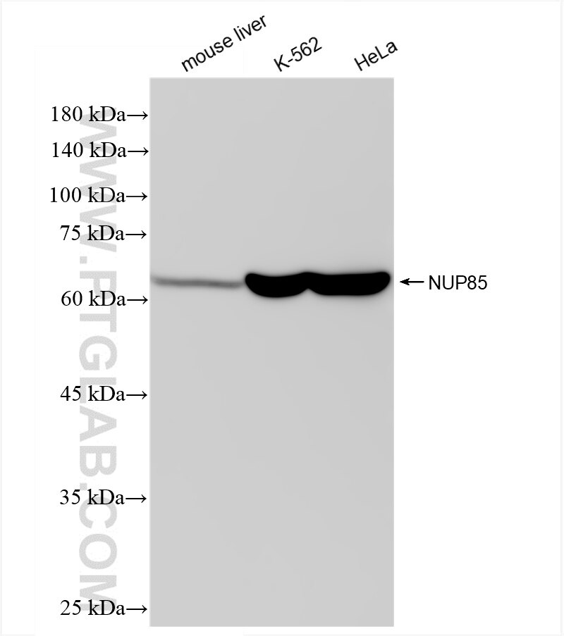 Western Blot (WB) analysis of various lysates using NUP85 Recombinant antibody (83288-2-RR)