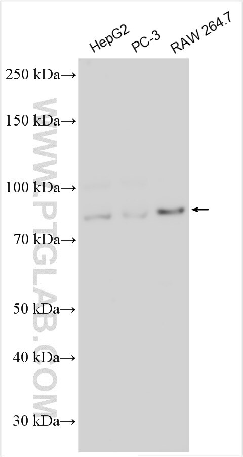 Western Blot (WB) analysis of various lysates using NUP88 Polyclonal antibody (55465-1-AP)