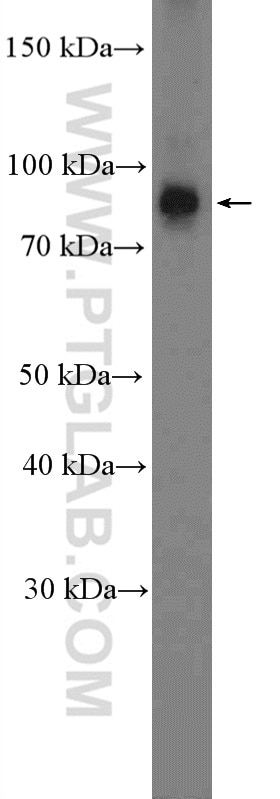 Western Blot (WB) analysis of mouse testis tissue using NUP93 Polyclonal antibody (13077-1-AP)