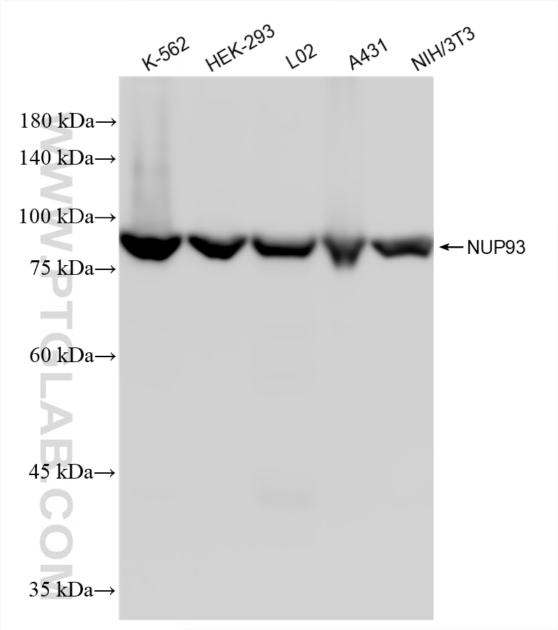 WB analysis using 86493-2-RR (same clone as 86493-2-PBS) Western Blot (WB) analysis of various lysates using NUP93 Recombinant monoclonal antibody (86493-2-RR)