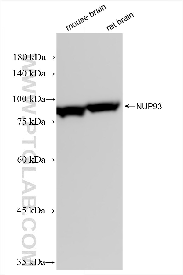 WB analysis using 86493-2-RR (same clone as 86493-2-PBS) Western Blot (WB) analysis of various lysates using NUP93 Recombinant monoclonal antibody (86493-2-RR)