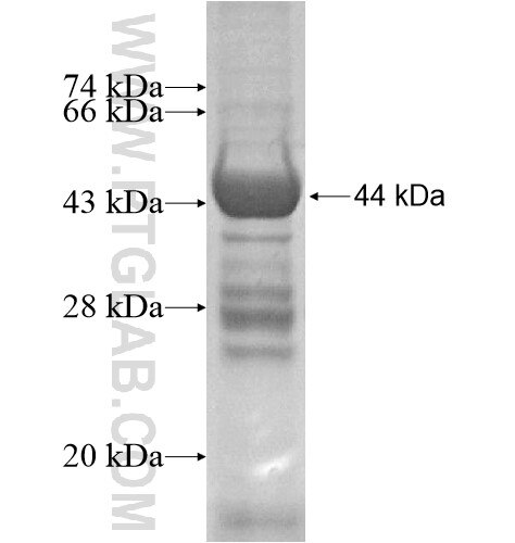 NUPL1 fusion protein Ag13949 SDS-PAGE