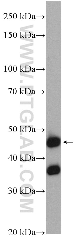 Western Blot (WB) analysis of L02 cells using NUPL2 Polyclonal antibody (16587-1-AP)