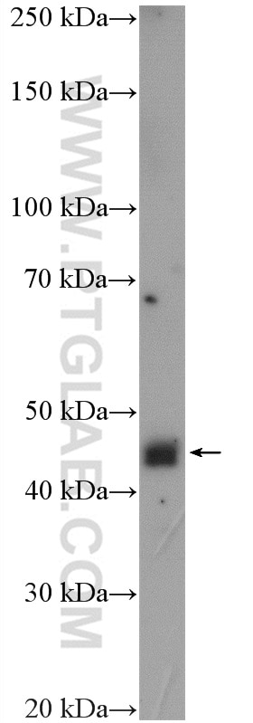 Western Blot (WB) analysis of HEK-293 cells using NUPL2 Polyclonal antibody (16587-1-AP)