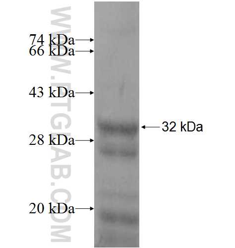 NUPL2 fusion protein Ag8816 SDS-PAGE
