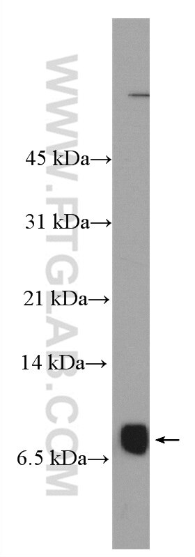 Western Blot (WB) analysis of L02 cells using NUPR1 Polyclonal antibody (15056-1-AP)