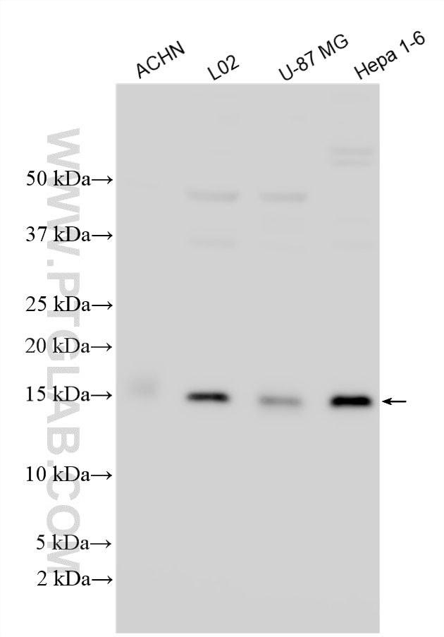 WB analysis using 15056-1-AP Western Blot (WB) analysis of various lysates using NUPR1 Polyclonal antibody (15056-1-AP)