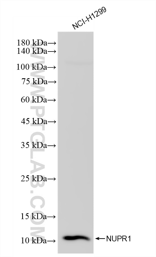 Western Blot (WB) analysis of NCI-H1299 cells using NUPR1 Recombinant antibody (83315-2-RR)