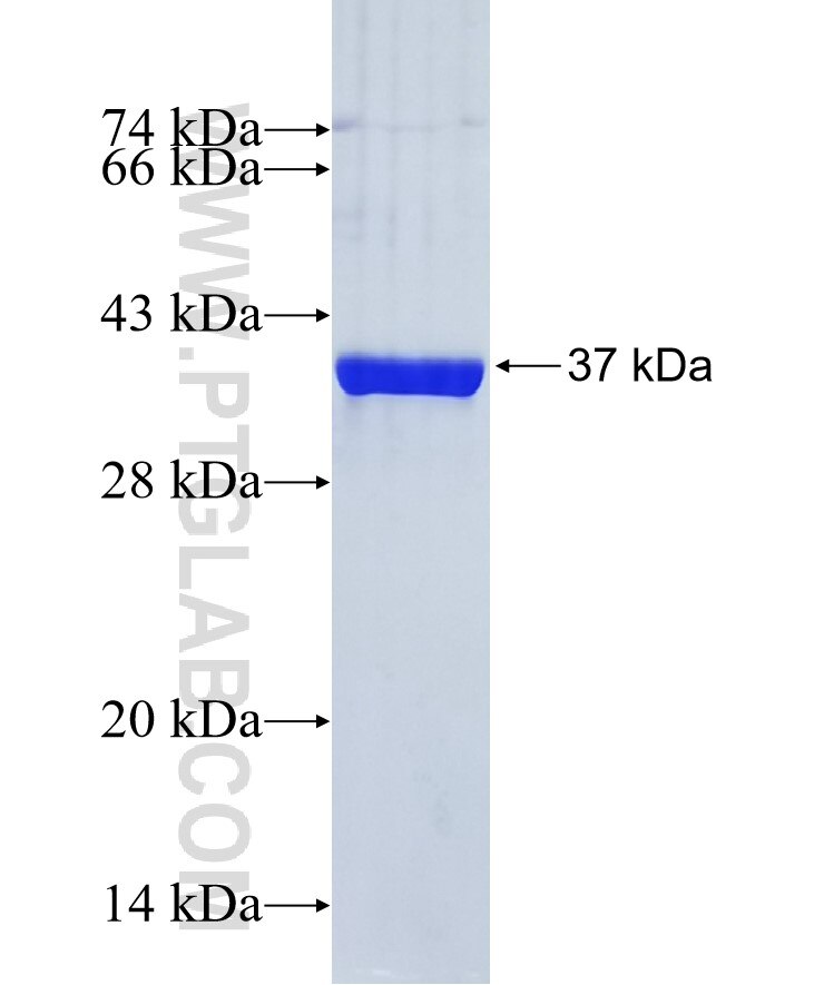 NUPR1 fusion protein Ag7039 SDS-PAGE