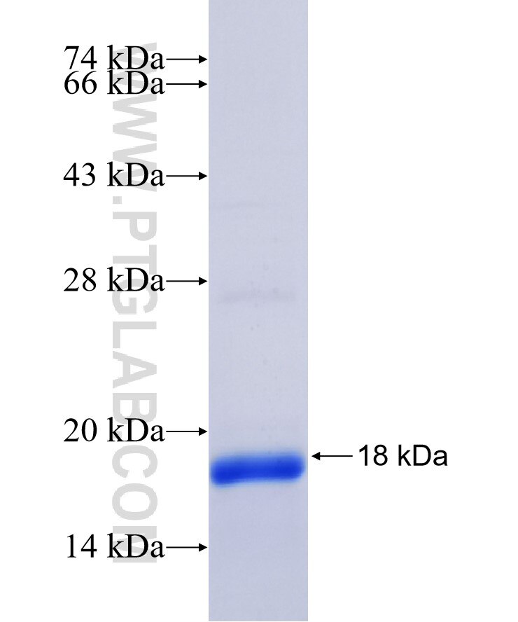 NUPR1 fusion protein Ag7092 SDS-PAGE