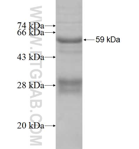 NUS1 fusion protein Ag8789 SDS-PAGE