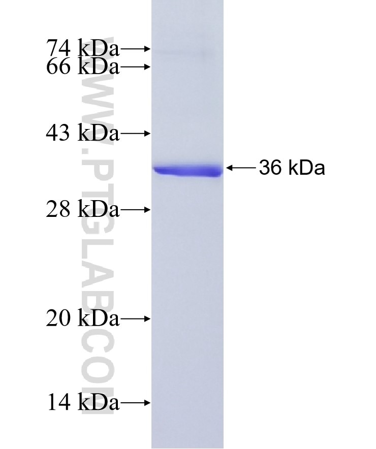 NUS1 fusion protein Ag8959 SDS-PAGE