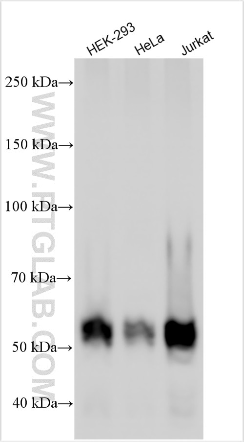 Western Blot (WB) analysis of various lysates using NUSAP1 Polyclonal antibody (12024-1-AP)