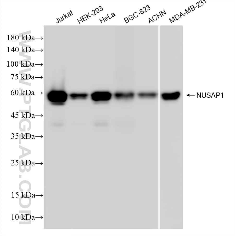 Western Blot (WB) analysis of various lysates using NUSAP1 Recombinant monoclonal antibody (87034-3-RR)
