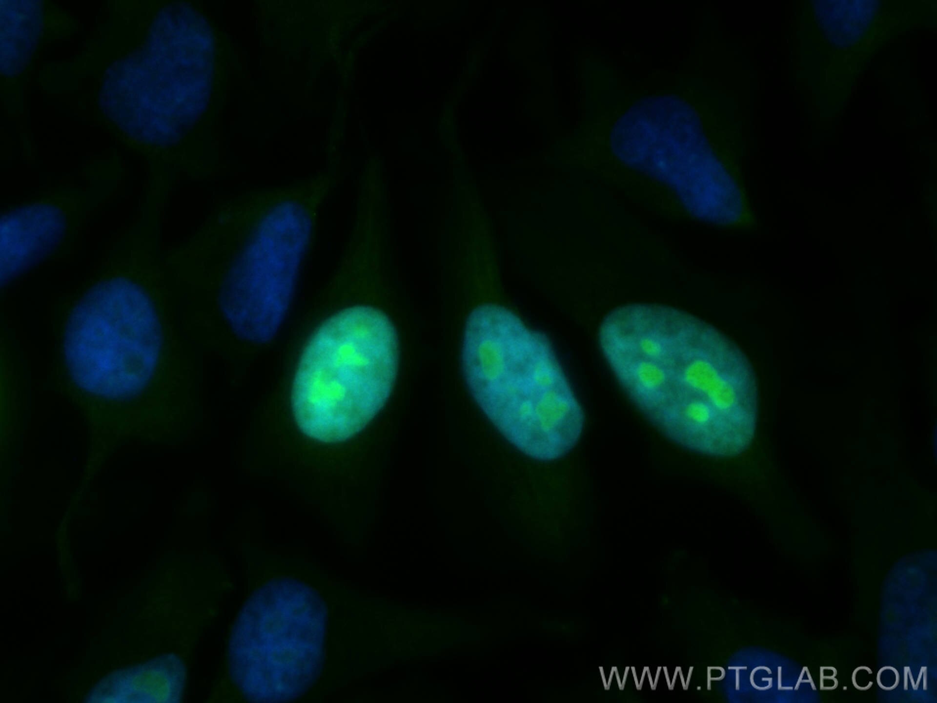 IF Staining of HeLa using CL488-12024