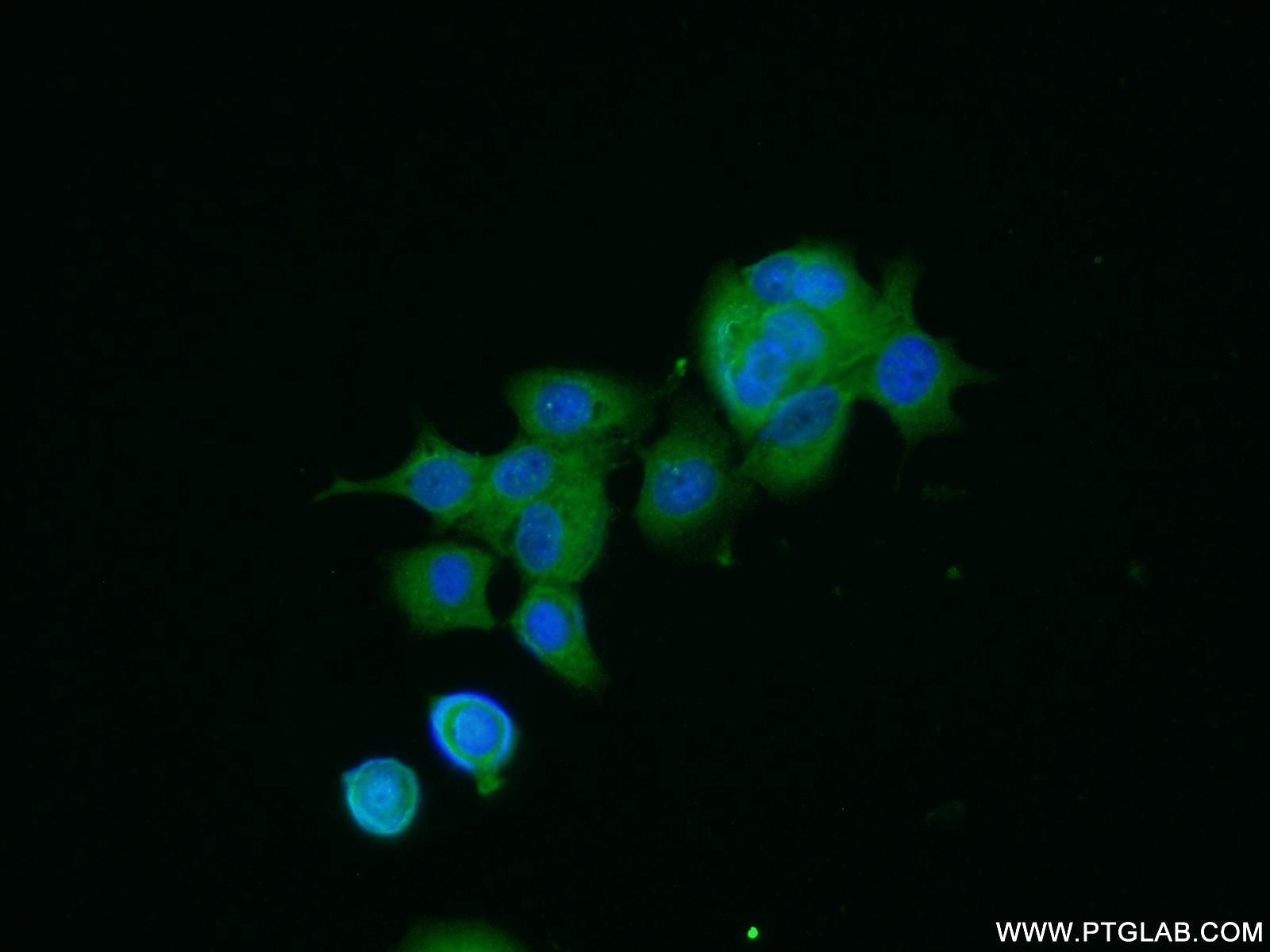 Immunofluorescence (IF) / fluorescent staining of MCF-7 cells using NTF2 Polyclonal antibody (15538-1-AP)