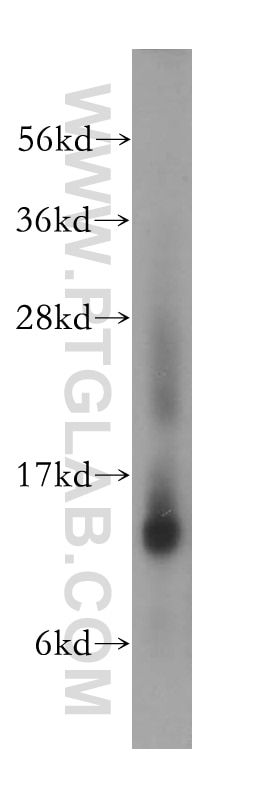 Western Blot (WB) analysis of K-562 cells using NTF2 Polyclonal antibody (15538-1-AP)