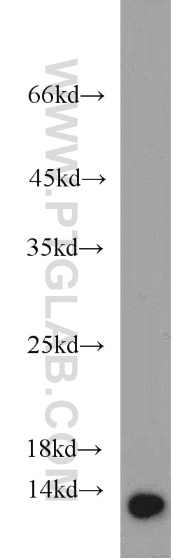 Western Blot (WB) analysis of HeLa cells using NTF2 Monoclonal antibody (66063-1-Ig)