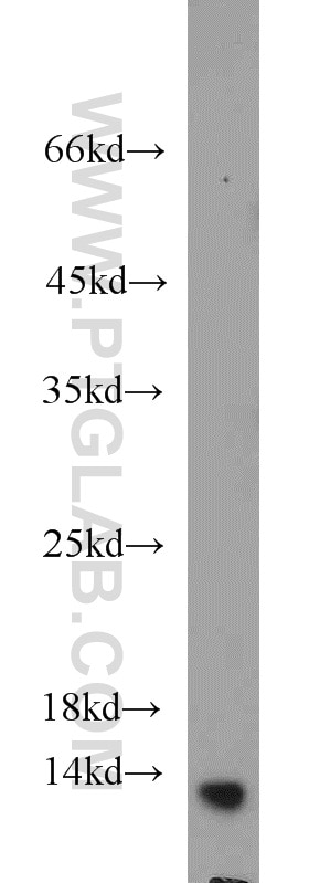 Western Blot (WB) analysis of HepG2 cells using NTF2 Monoclonal antibody (66063-1-Ig)