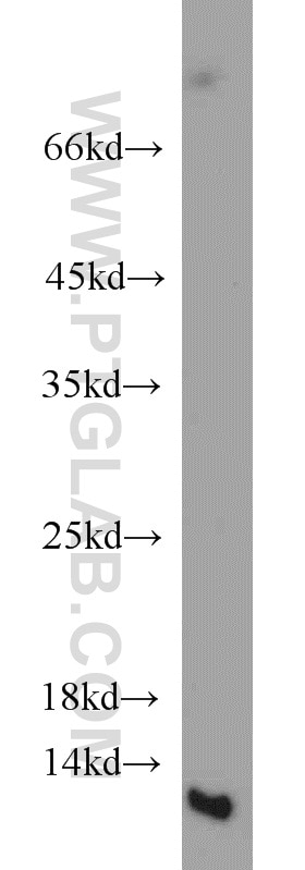 Western Blot (WB) analysis of human heart tissue using NTF2 Monoclonal antibody (66063-1-Ig)