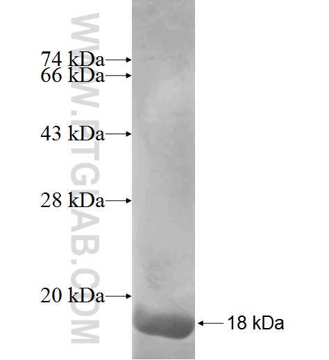 NUTF2 fusion protein Ag7879 SDS-PAGE