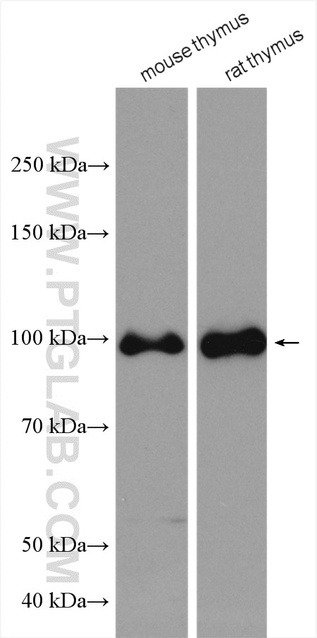 Western Blot (WB) analysis of various lysates using NVL Polyclonal antibody (16970-1-AP)
