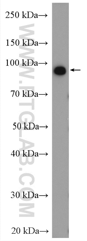 Western Blot (WB) analysis of mouse thymus tissue using NVL Polyclonal antibody (16970-1-AP)