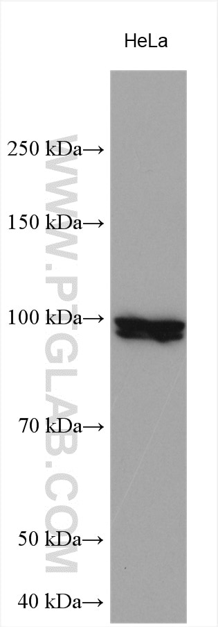 Western Blot (WB) analysis of various lysates using NVL Polyclonal antibody (16970-1-AP)