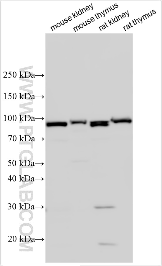 Western Blot (WB) analysis of various lysates using NVL Polyclonal antibody (16970-1-AP)