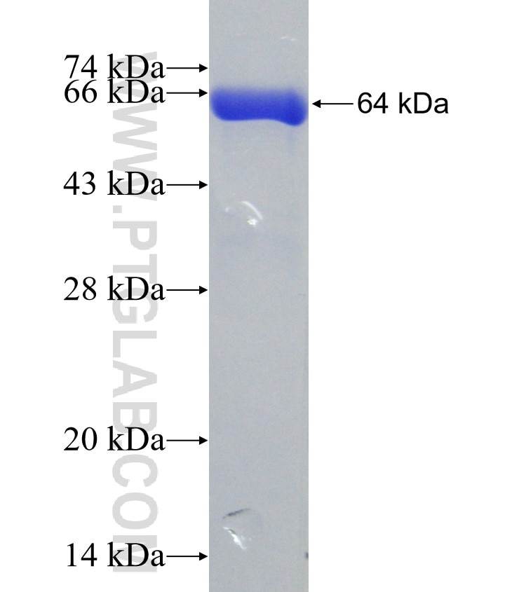 NVL fusion protein Ag9205 SDS-PAGE