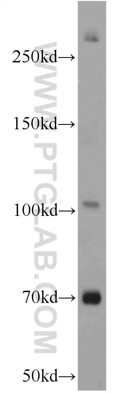 Western Blot (WB) analysis of mouse brain tissue using NWD1 Polyclonal antibody (25025-1-AP)