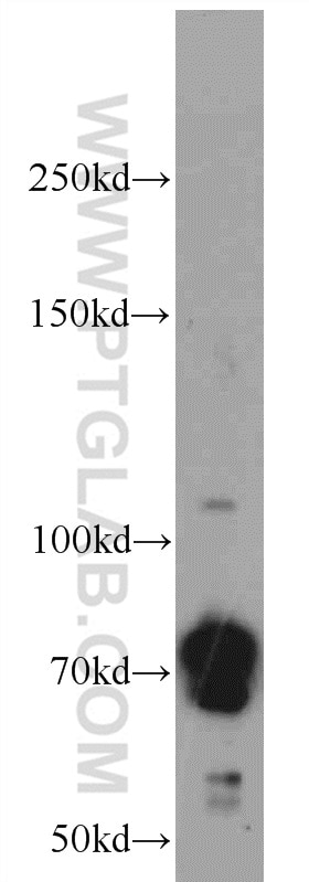 Western Blot (WB) analysis of HepG2 cells using NWD1 Polyclonal antibody (25025-1-AP)