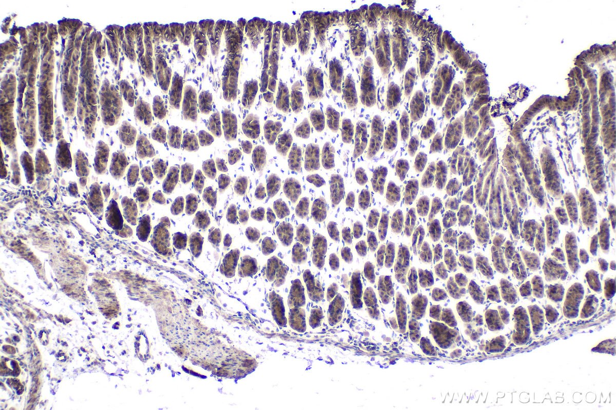 IHC staining of mouse stomach using 10328-1-AP Immunohistochemistry (IHC) staining of mouse stomach tissue using NXF1 Polyclonal antibody (10328-1-AP)