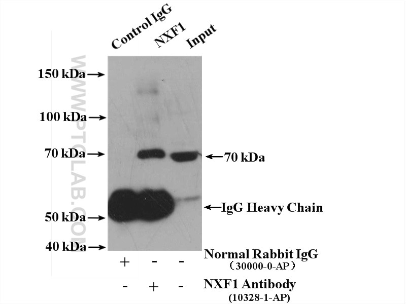Immunoprecipitation (IP) experiment of HeLa cells using NXF1 Polyclonal antibody (10328-1-AP)