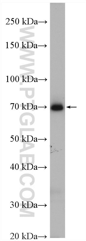 Western Blot (WB) analysis of K-562 cells using NXF1 Polyclonal antibody (10328-1-AP)