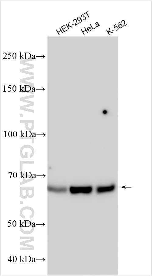 Western Blot (WB) analysis of various lysates using NXF1 Polyclonal antibody (10328-1-AP)