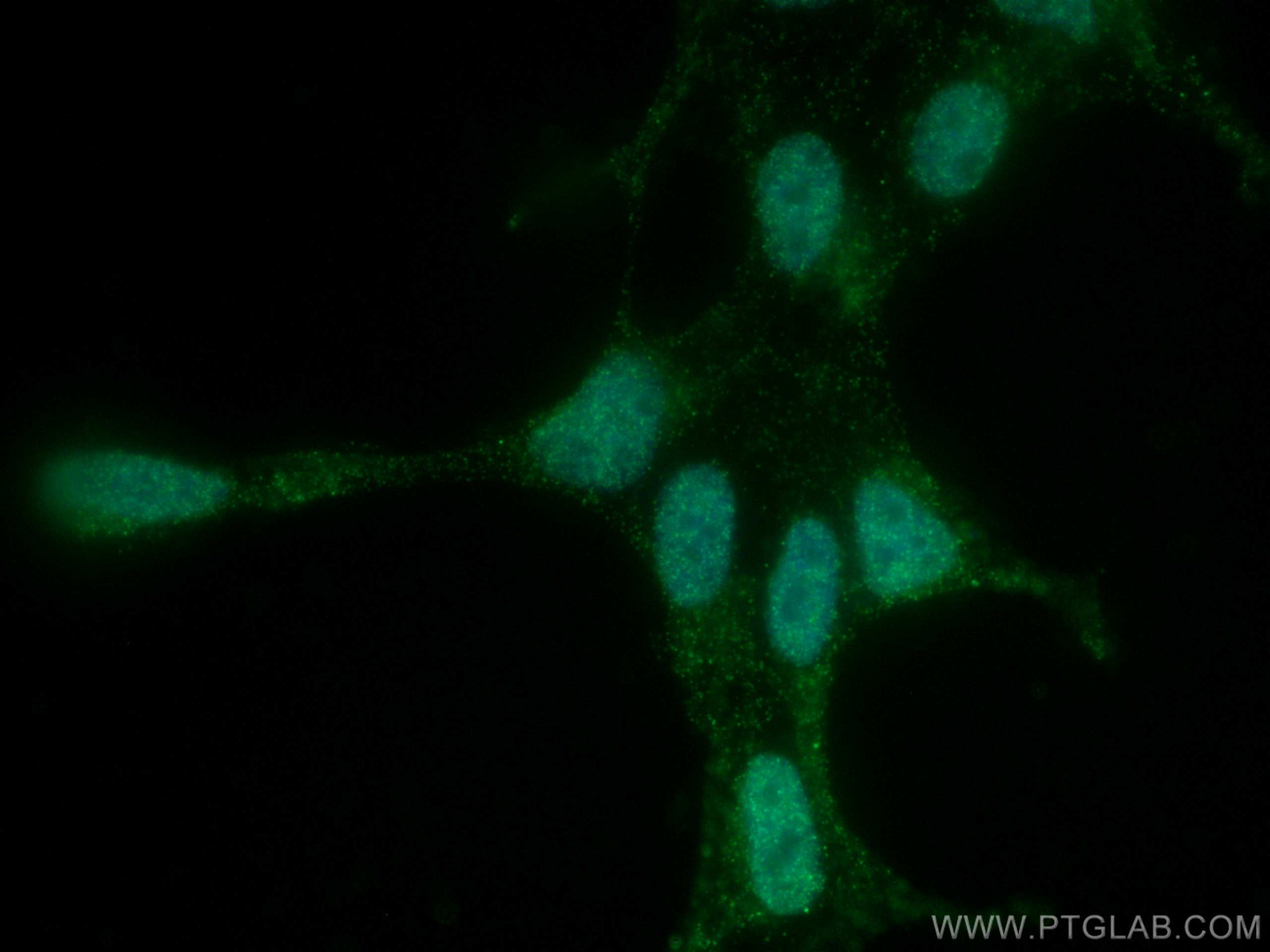 Immunofluorescence (IF) / fluorescent staining of HEK-293 cells using NXF1 Monoclonal antibody (67914-1-Ig)