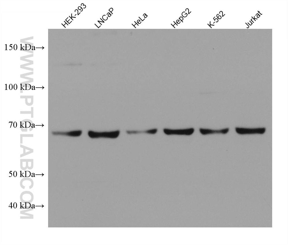 Western Blot (WB) analysis of various lysates using NXF1 Monoclonal antibody (67914-1-Ig)