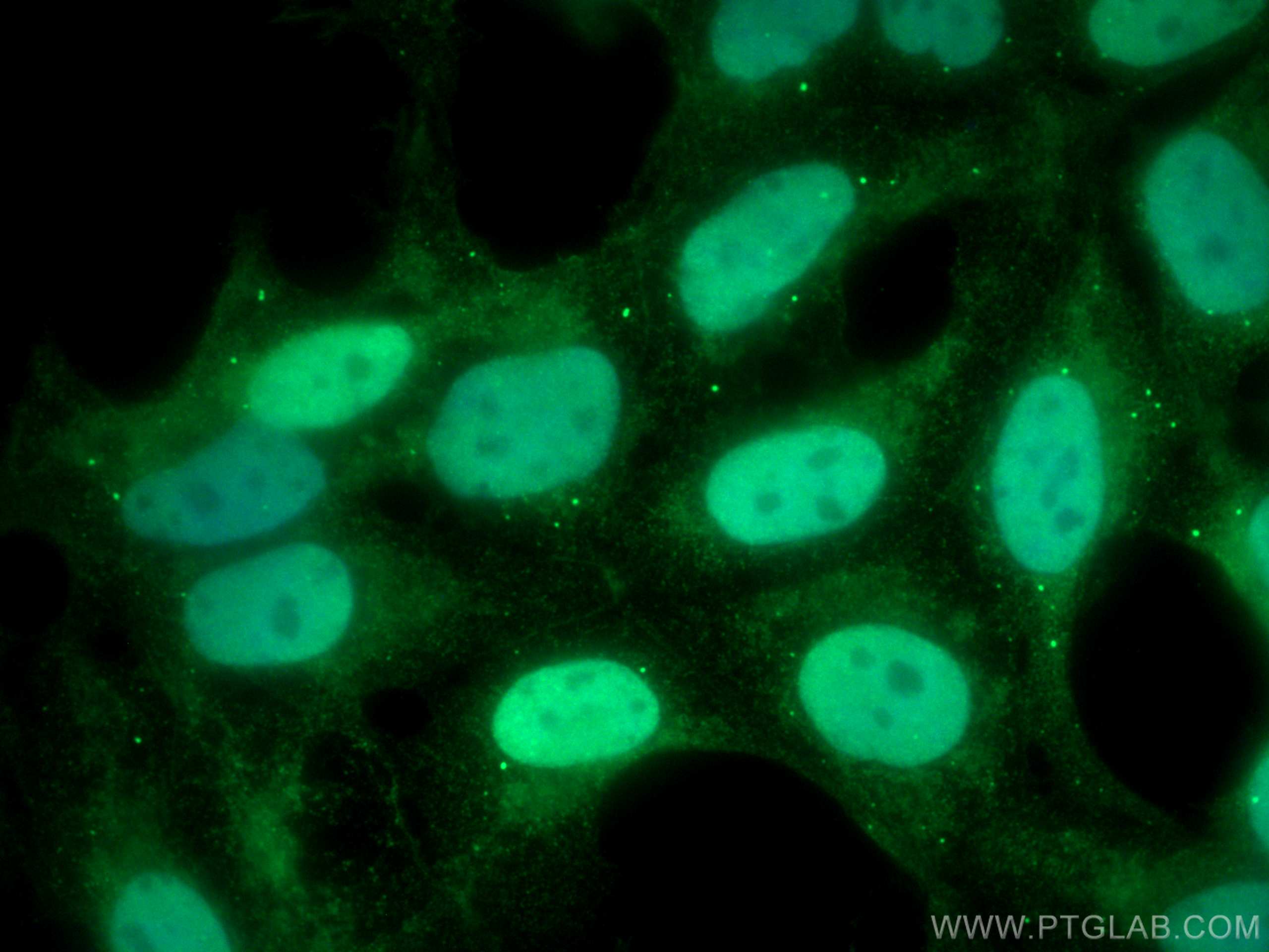 Immunofluorescence (IF) / fluorescent staining of HEK-293 cells using CoraLite® Plus 488-conjugated NXF1 Monoclonal anti (CL488-67914)
