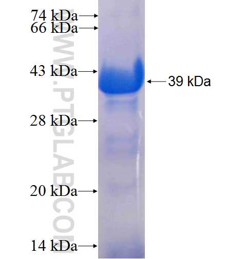 NXF1 fusion protein Ag24851 SDS-PAGE