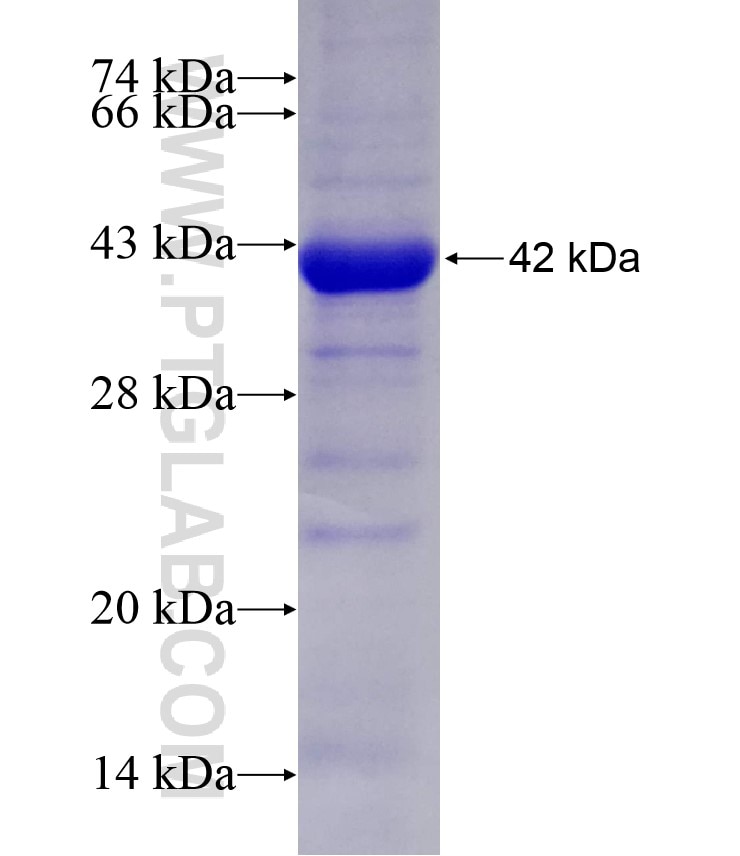 NXF1 fusion protein Ag27329 SDS-PAGE