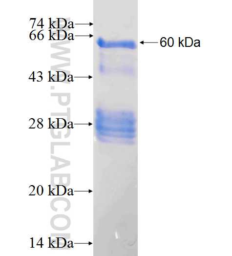 NXF1 fusion protein Ag0413 SDS-PAGE
