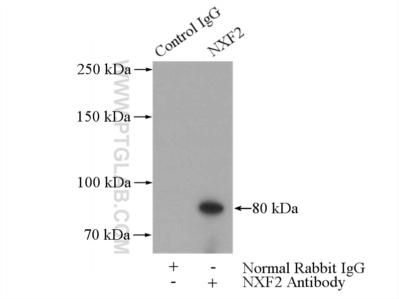 Immunoprecipitation (IP) experiment of mouse testis tissue using NXF2 Polyclonal antibody (12185-1-AP)