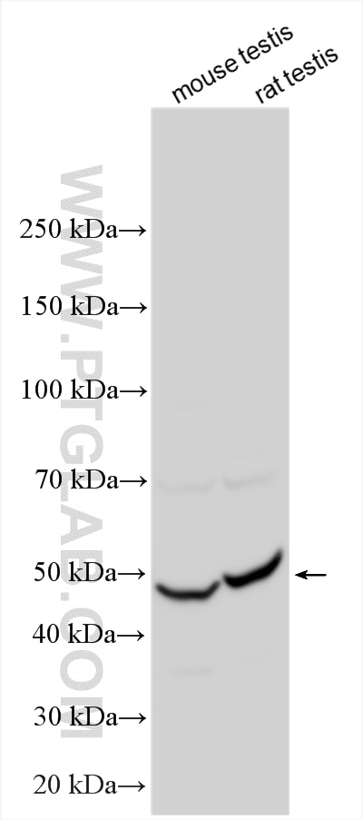 WB analysis using 13275-1-AP (same clone as 13275-1-PBS) Western Blot (WB) analysis of various lysates using NXF3 Polyclonal antibody (13275-1-AP)