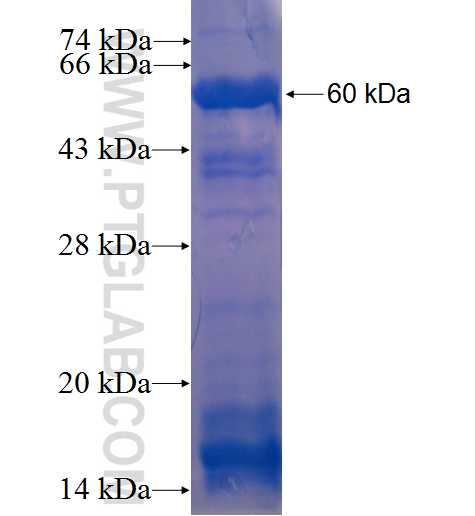 NXF3 fusion protein Ag3998 SDS-PAGE