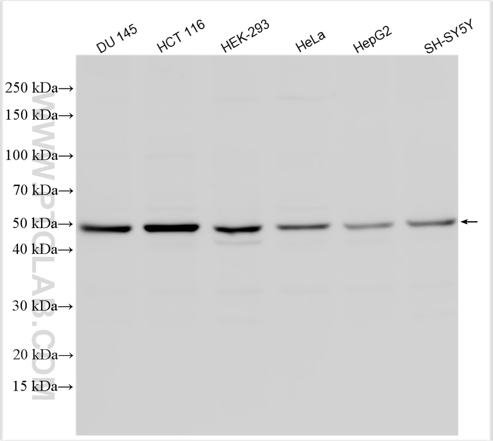 Western Blot (WB) analysis of various lysates using NXN Polyclonal antibody (16128-1-AP)